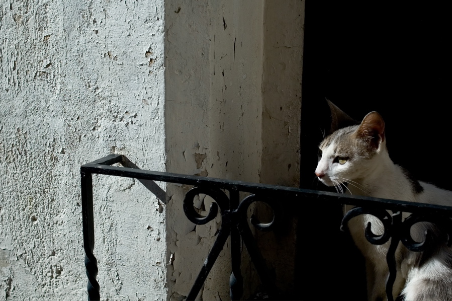 Lune de Miel - Window Cat